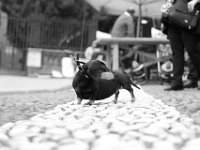 Fotografie di Elisa Martellozzo